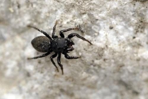 Réf. 319 963 : Heliophanus aeneus